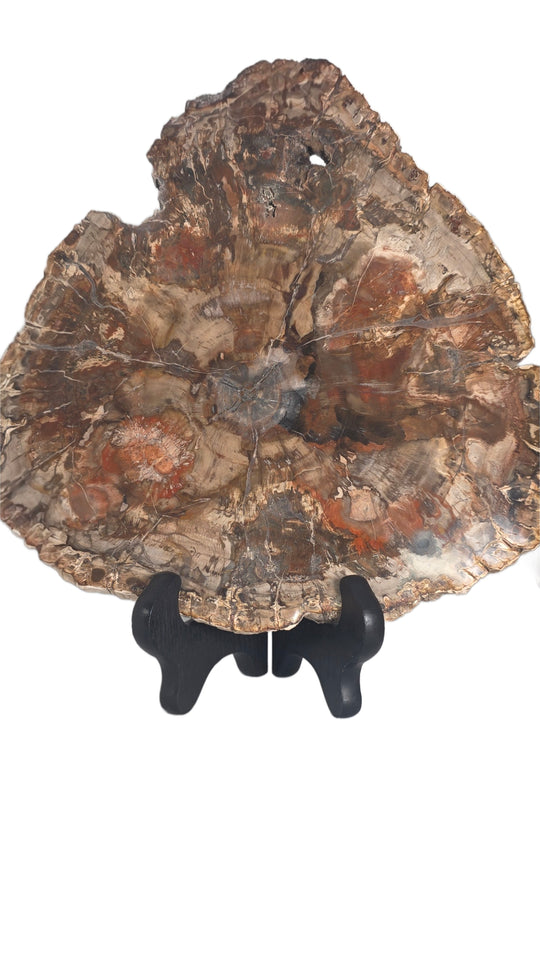 Petrified Wood Slice