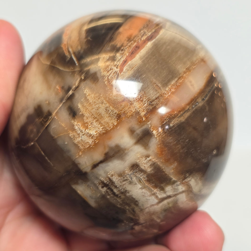 Petrified Wood Sphere – 1.145 lb | 72mm