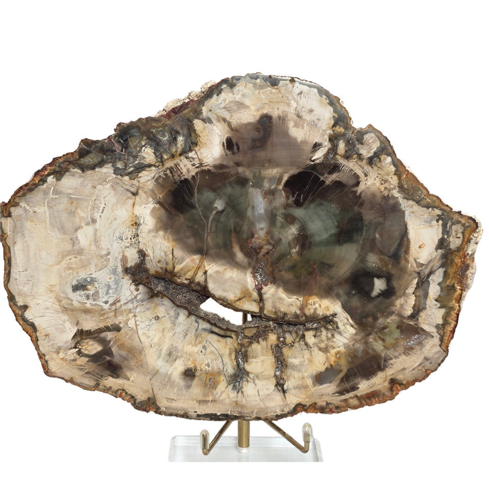 Petrified Wood Slice - 9" Wide - 2.22 lb