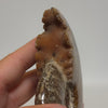 Polished Ammonite Fossil