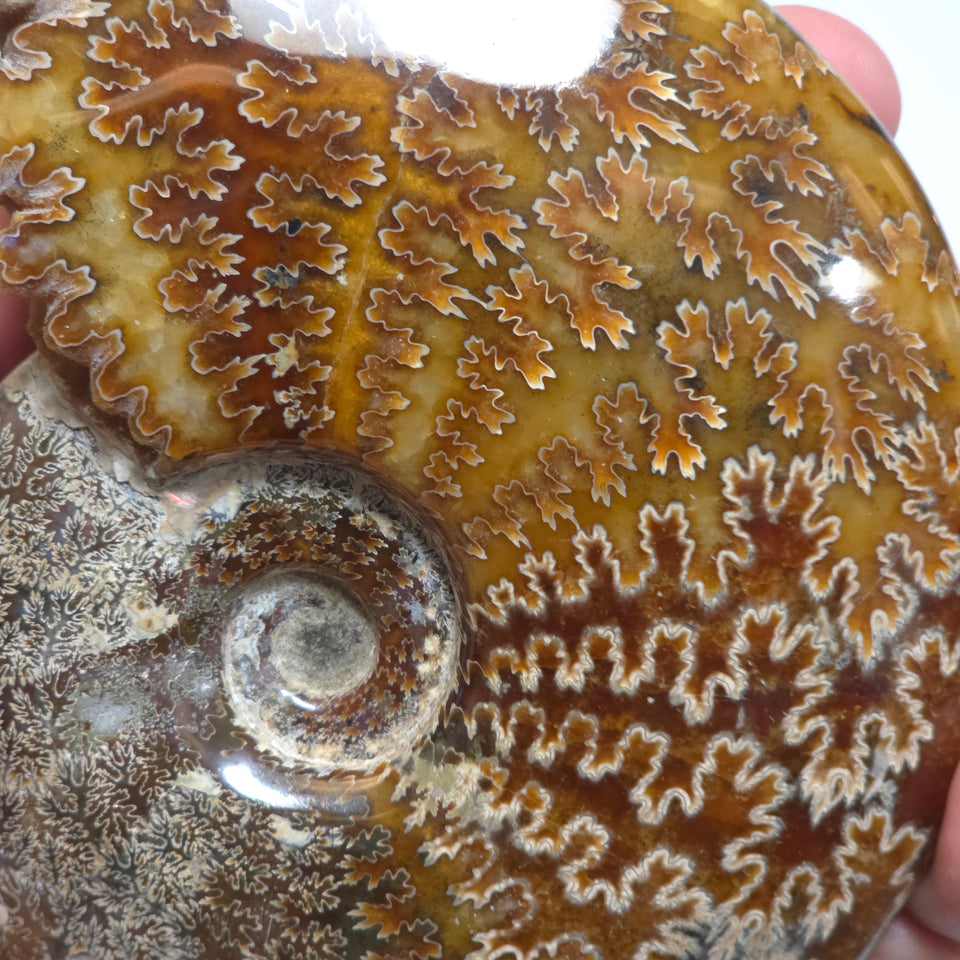 Polished Ammonite Fossil
