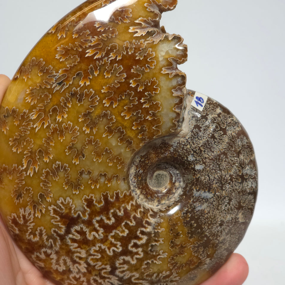 Polished Ammonite Fossil