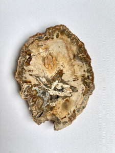 Petrified Wood Coaster - Light