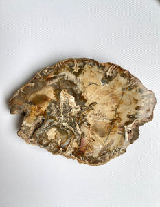 Petrified Wood Coaster - Light