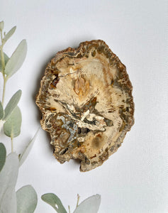 Petrified Wood Coaster - Light