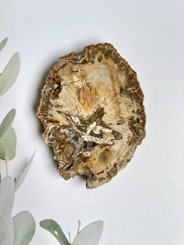 Petrified Wood Coaster - Light