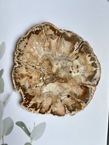 Petrified Wood Round Slice
