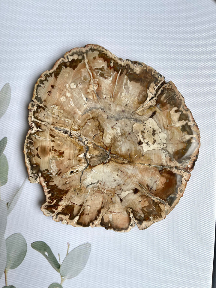 Petrified Wood Round Slice