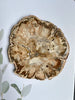 Petrified Wood Round Slice