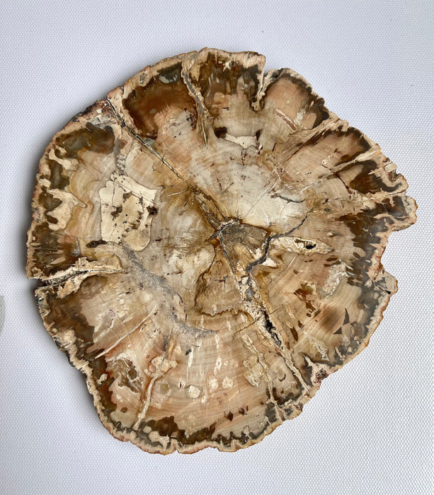 Petrified Wood Round Slice