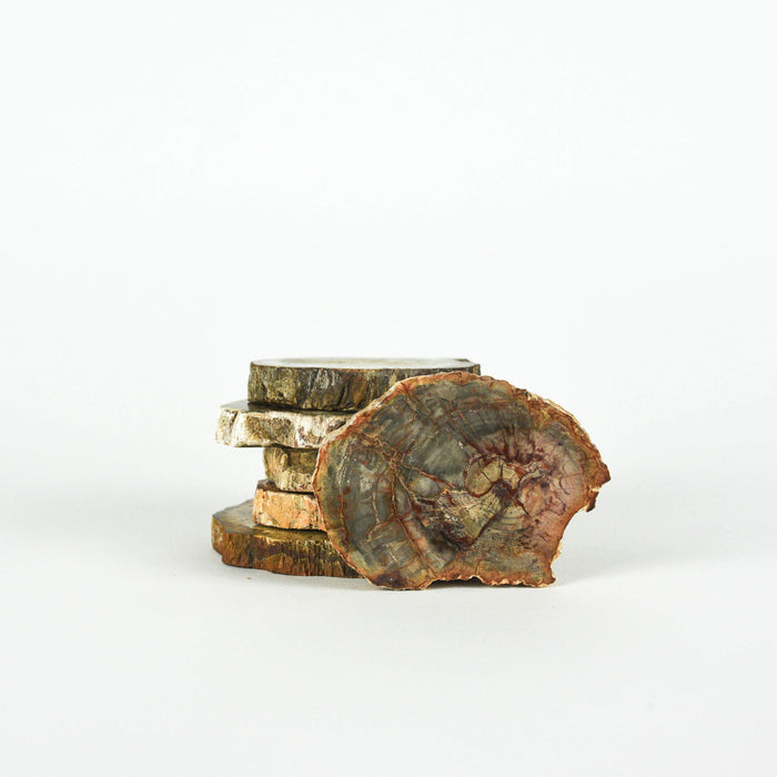 Fossilized Wood Vie Gems