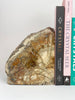 Petrified Wood Book Ends Set