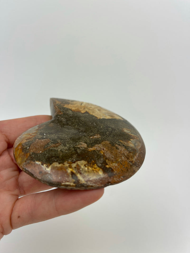 Ammonite