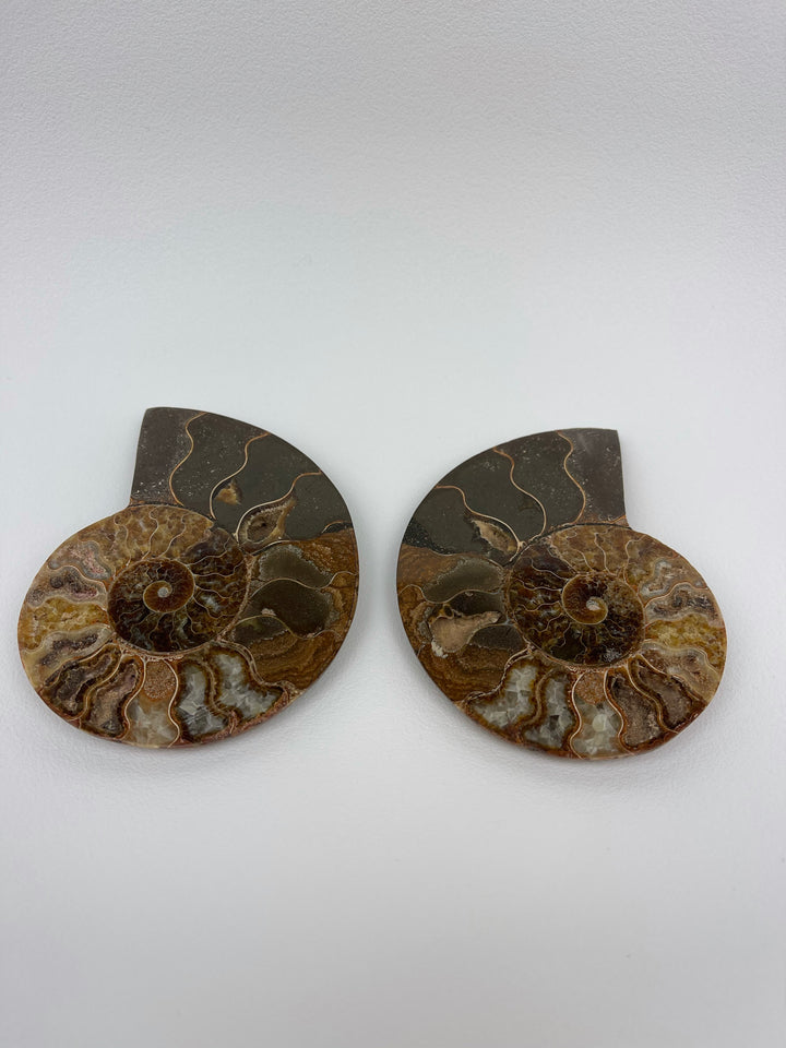 Ammonite