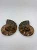 Ammonite