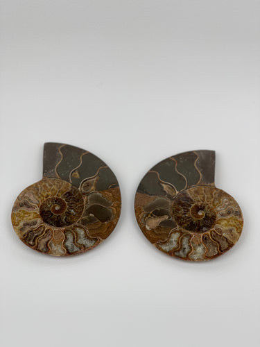 Ammonite