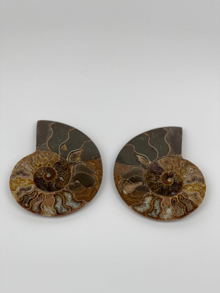 Ammonite