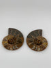 Ammonite