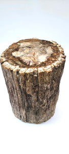 Petrified Wood Trunk