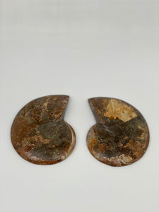 Ammonite
