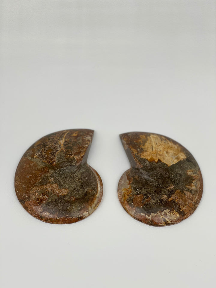 Ammonite