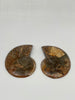 Ammonite