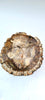 Petrified Wood Trunk