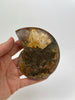 Ammonite