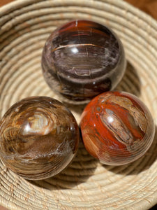 Petrified Wood Sphere - Large Multicoloured