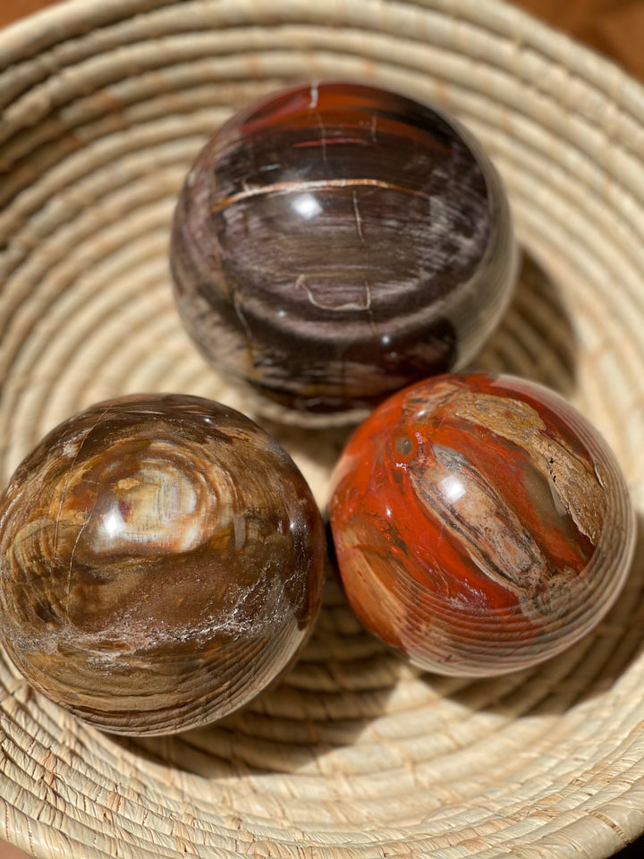 Petrified Wood Sphere - Large Multicoloured