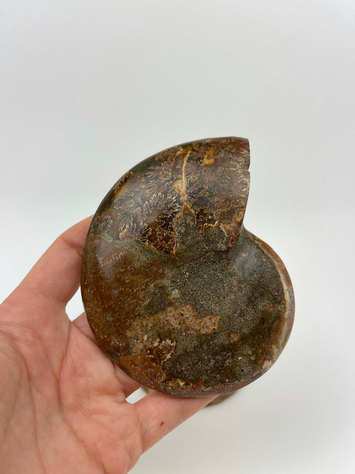 Ammonite