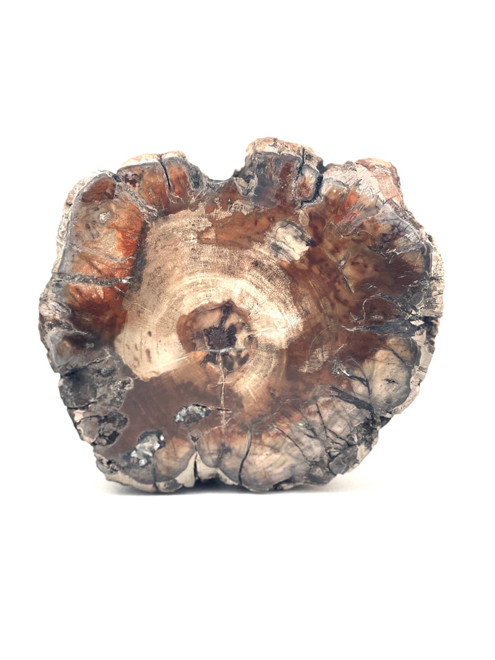 Petrified Wood Raw Bark Section
