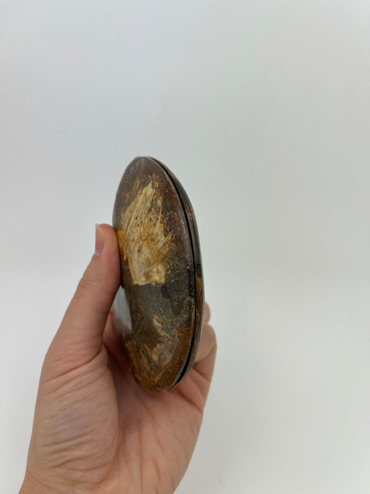 Ammonite