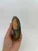 Ammonite