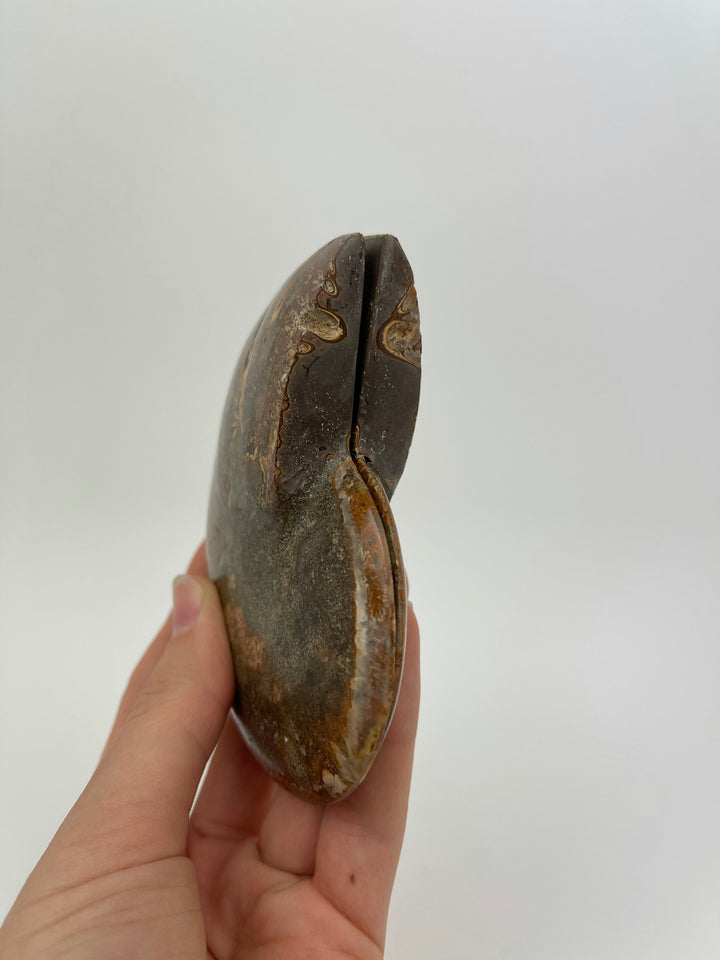 Ammonite