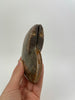 Ammonite