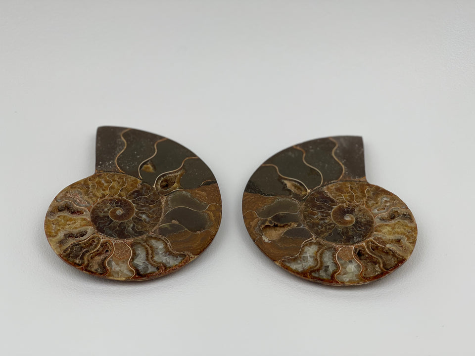 Ammonite